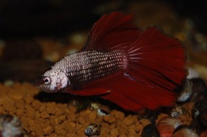 Betta splendens DNZ