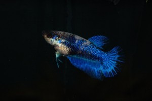 Betta splendens DNZ