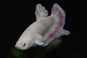 Betta splendens DNZ