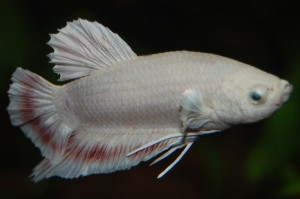 Betta splendens DNZ