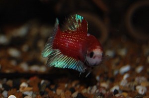 Betta splendens DNZ