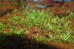 Utricularia graminifolia