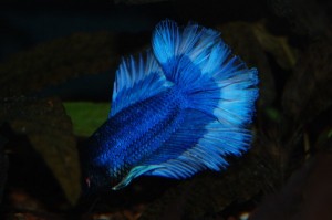 Betta splendens DNZ