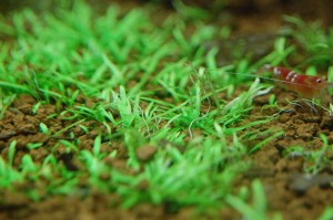 Utricularia graminifolia