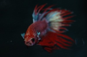 Betta splendens DNZ