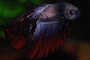 Betta splendens DNZ