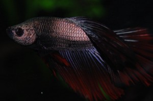 Betta splendens DNZ