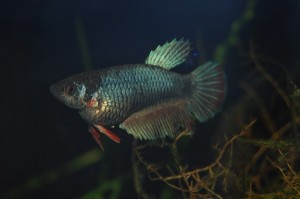 Betta splendens DNZ