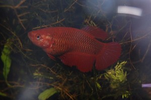 Betta splendens DNZ