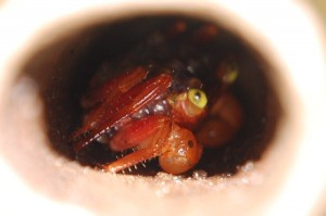 neue Geosesarma spez.rot