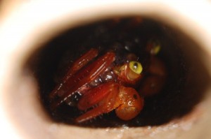 neue Geosesarma spez.rot