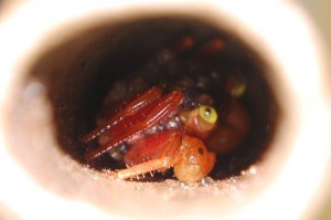neue Geosesarma spez.rot