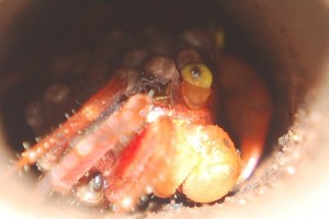 geosesarma spec. rot