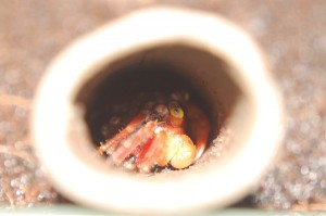 Geosesarme spec. rot