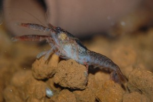 Procambarus youngi