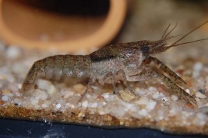 Procambarus youngi