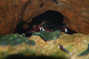 Kardinalsgarnele Caridina spec.