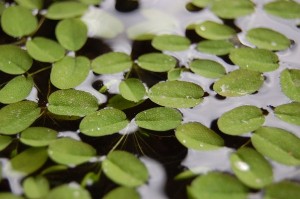 Salvinia spec.