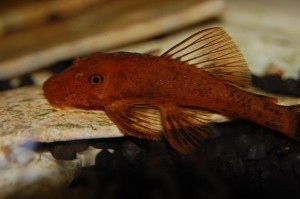 Roter Ancistrus