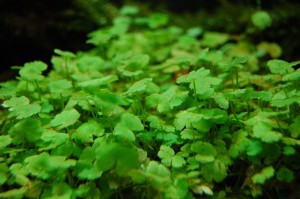 Hydrocotyle sibthorpioides