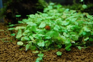 Hydrocotyle sibthorpioides