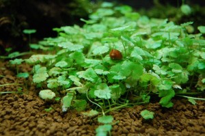 Hydrocotyle sibthorpioides