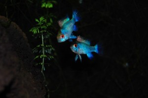 Mikrogeophagus-ramirezi-electric-blue