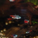 Diamant-Neontetra