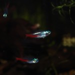 Diamant-Neontetra