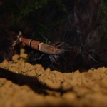 Bamboo Shrimp