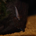 Bamboo Shrimp