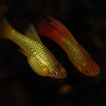 Hochflossen Papageien-Platy