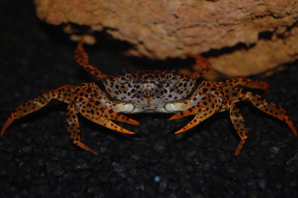 Parathelphusa pantherina - Pantherkrabbe