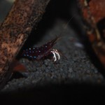 Kardinalsgarnelen - Caridina dennerli