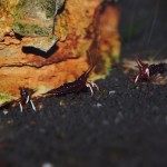 Kardinalsgarnelen - Caridina dennerli