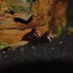 Kardinalsgarnelen - Caridina dennerli