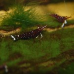 Kardinalsgarnele - Caridina dennerli