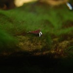 Kardinalsgarnele - Caridina dennerli