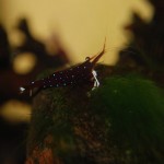 Kardinalsgarnele - Caridina dennerli