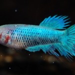 Betta splendens Crown