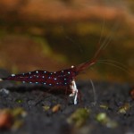 Kardinalsgarnele - Caridina dennerli