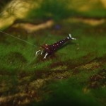 Kardinalsgarnele - Caridina dennerli