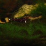 Kardinalsgarnele - Caridina dennerli