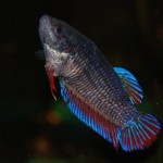 Betta splendens