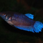 Betta splendens