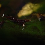 Kardinalsgarnele - Caridina dennerli