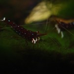 Kardinalsgarnele - Caridina dennerli