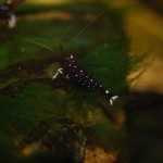 Kardinalsgarnele - Caridina dennerli