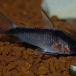 Corydoras arcuatus