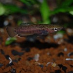 Betta albimarginata